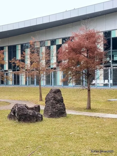 台北大湖公園落羽松(Bald Cypress at Big Lake park, Taipei, Taiwan, Jan 9, 2025, by SJKen)