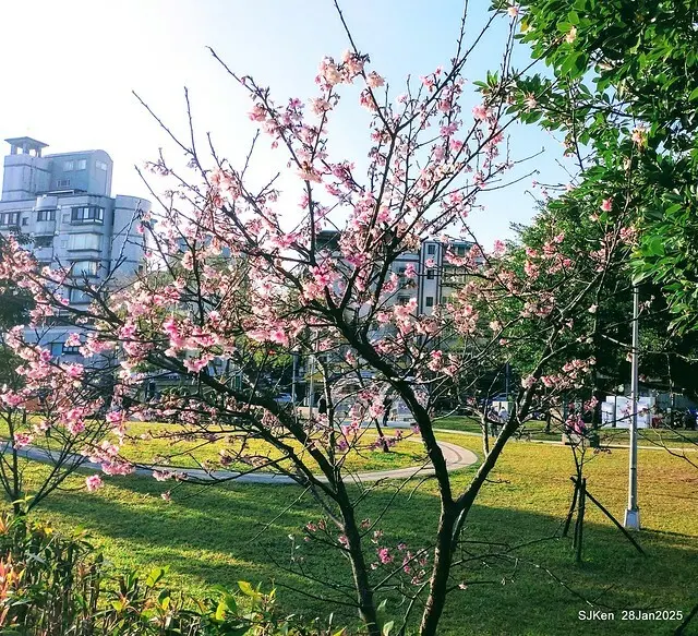 2025內湖樂活公園夜櫻季(Cherry Blossoms exhibition at Naihu park, Taipei, Taiwan,  by SJKen, Jan 28, 2025)