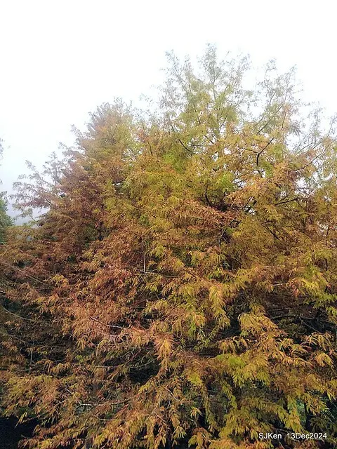 2024.12.13 造訪苗栗縣南庄雲水溫泉度假莊園落羽松湖秘境莊園(Bald Cypress lake landscape at Cloud-Water Resort Villa),   , Miaoli county, North Taiwan, photos by SJKen , Dec 13, 2024.