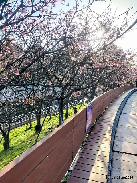 2025內湖樂活公園夜櫻季(Cherry Blossoms exhibition at Naihu park, Taipei, Taiwan,  by SJKen, Jan 28, 2025)