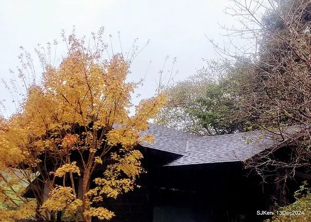 2024.12.13 造訪苗栗縣南庄雲水溫泉度假莊園落羽松湖秘境莊園(Bald Cypress lake landscape at Cloud-Water Resort Villa),   , Miaoli county, North Taiwan, photos by SJKen , Dec 13, 2024.