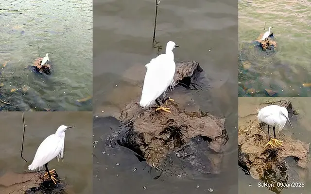 台北大湖公園與碧湖公園水鳥(Waterbirds at the Big lake park & Green lake park) , Taipei, Taiwan, SJKen , 09 Jan 2025.