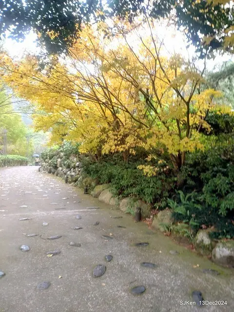 2024.12.13 造訪苗栗縣南庄雲水溫泉度假莊園落羽松湖秘境莊園(Bald Cypress lake landscape at Cloud-Water Resort Villa),   , Miaoli county, North Taiwan, photos by SJKen , Dec 13, 2024.