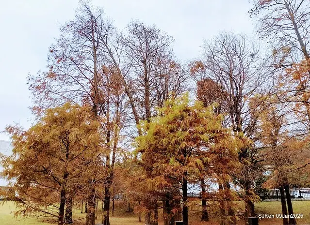 台北大湖公園落羽松(Bald Cypress at Big Lake park, Taipei, Taiwan, Jan 9, 2025, by SJKen)