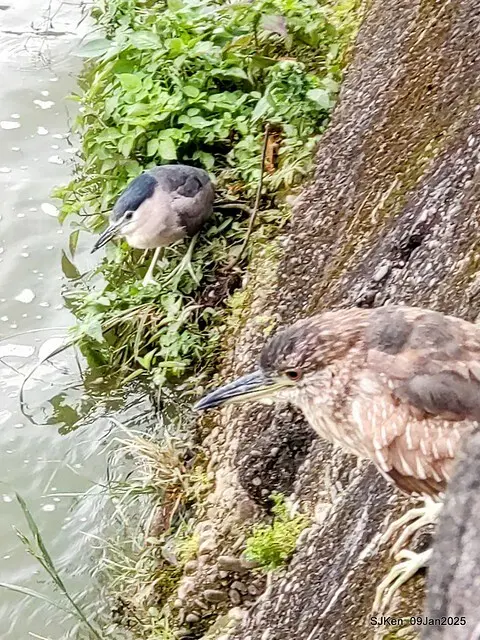 台北大湖公園與碧湖公園水鳥(Waterbirds at the Big lake park & Green lake park) , Taipei, Taiwan, SJKen , 09 Jan 2025.