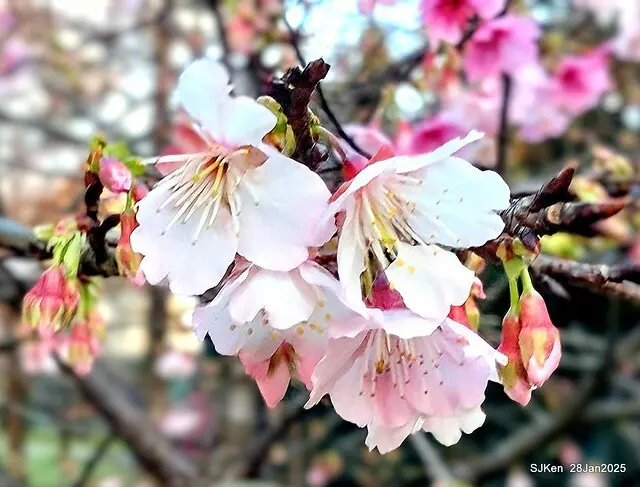 2025內湖樂活公園夜櫻季(Cherry Blossoms exhibition at Naihu park, Taipei, Taiwan,  by SJKen, Jan 28, 2025)