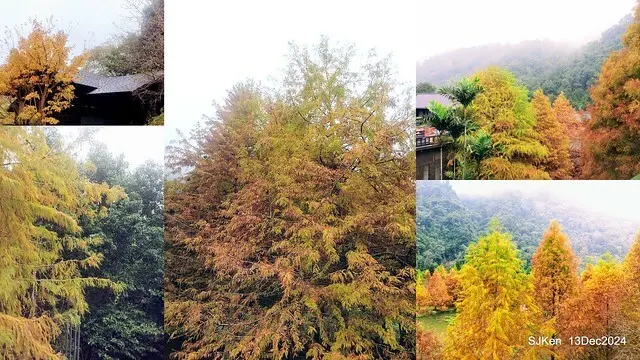 2024.12.13 造訪苗栗縣南庄雲水溫泉度假莊園落羽松湖秘境莊園(Bald Cypress lake landscape at Cloud-Water Resort Villa),   , Miaoli county, North Taiwan, photos by SJKen , Dec 13, 2024.