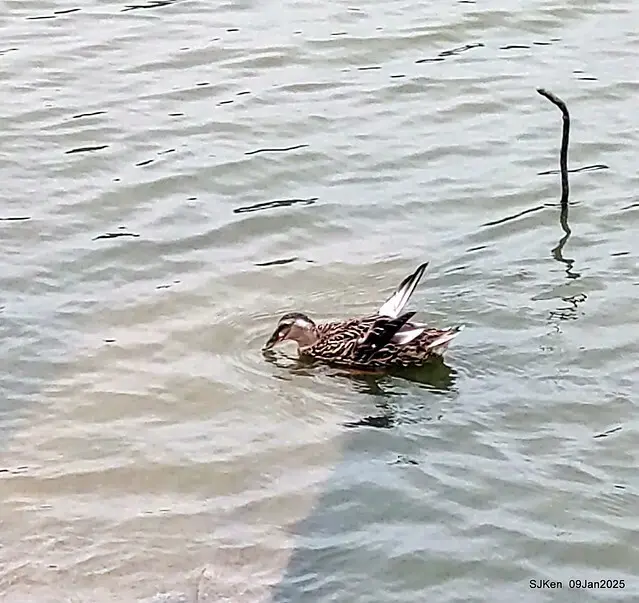 台北大湖公園與碧湖公園水鳥(Waterbirds at the Big lake park & Green lake park) , Taipei, Taiwan, SJKen , 09 Jan 2025.