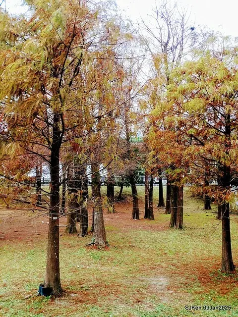 台北大湖公園落羽松(Bald Cypress at Big Lake park, Taipei, Taiwan, Jan 9, 2025, by SJKen)