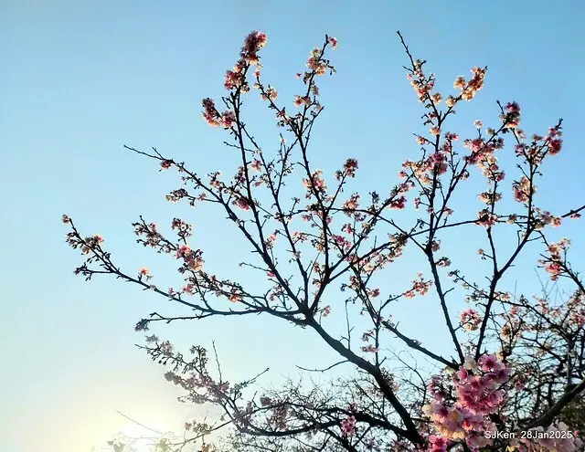 2025內湖樂活公園夜櫻季(Cherry Blossoms exhibition at Naihu park, Taipei, Taiwan,  by SJKen, Jan 28, 2025)