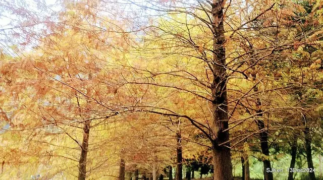 2024.12.13 造訪苗栗縣南庄雲水溫泉度假莊園落羽松湖秘境莊園(Bald Cypress lake landscape at Cloud-Water Resort Villa),   , Miaoli county, North Taiwan, photos by SJKen , Dec 13, 2024.