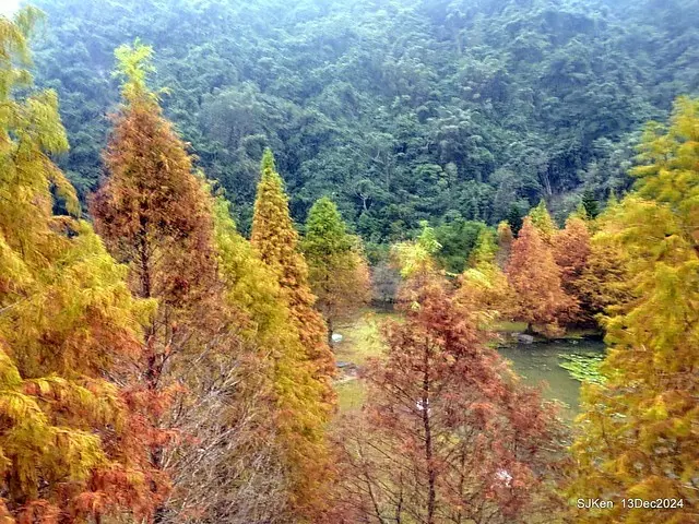 2024.12.13 造訪苗栗縣南庄雲水溫泉度假莊園落羽松湖秘境莊園(Bald Cypress lake landscape at Cloud-Water Resort Villa),   , Miaoli county, North Taiwan, photos by SJKen , Dec 13, 2024.