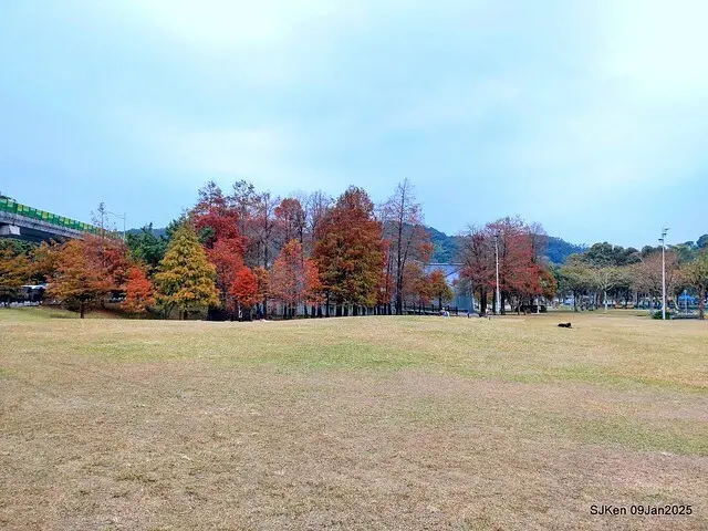 台北大湖公園落羽松(Bald Cypress at Big Lake park, Taipei, Taiwan, Jan 9, 2025, by SJKen)