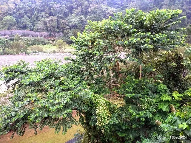 2024.12.13 造訪苗栗縣南庄雲水溫泉度假莊園落羽松湖秘境莊園(Bald Cypress lake landscape at Cloud-Water Resort Villa),   , Miaoli county, North Taiwan, photos by SJKen , Dec 13, 2024.