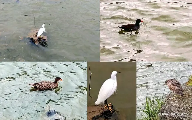 台北大湖公園與碧湖公園水鳥(Waterbirds at the Big lake park & Green lake park) , Taipei, Taiwan, SJKen , 09 Jan 2025.