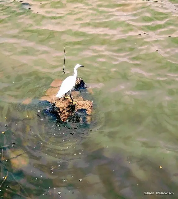 台北大湖公園與碧湖公園水鳥(Waterbirds at the Big lake park & Green lake park) , Taipei, Taiwan, SJKen , 09 Jan 2025.