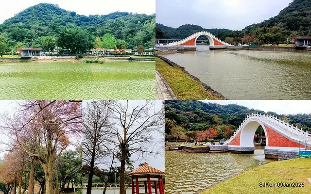 台北大湖公園落羽松(Bald Cypress at Big Lake park, Taipei, Taiwan, Jan 9, 2025, by SJKen)