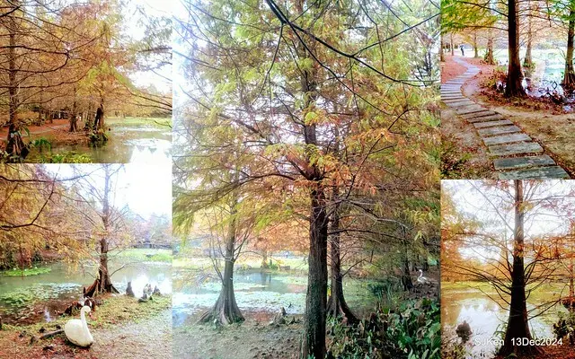 2024.12.13 造訪苗栗縣南庄雲水溫泉度假莊園落羽松湖秘境莊園(Bald Cypress lake landscape at Cloud-Water Resort Villa),   , Miaoli county, North Taiwan, photos by SJKen , Dec 13, 2024.