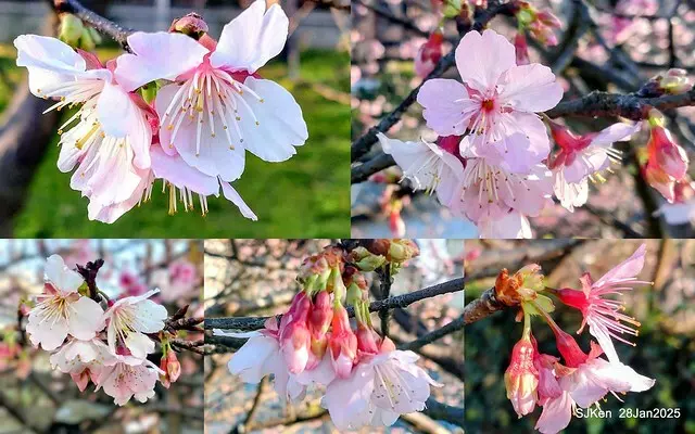 2025內湖樂活公園夜櫻季(Cherry Blossoms exhibition at Naihu park, Taipei, Taiwan,  by SJKen, Jan 28, 2025)