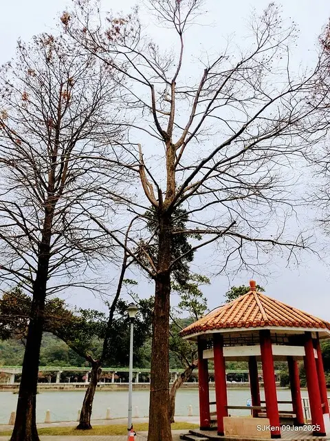 台北大湖公園落羽松(Bald Cypress at Big Lake park, Taipei, Taiwan, Jan 9, 2025, by SJKen)