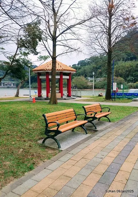 台北大湖公園落羽松(Bald Cypress at Big Lake park, Taipei, Taiwan, Jan 9, 2025, by SJKen)