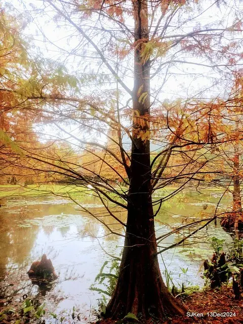 2024.12.13 造訪苗栗縣南庄雲水溫泉度假莊園落羽松湖秘境莊園(Bald Cypress lake landscape at Cloud-Water Resort Villa),   , Miaoli county, North Taiwan, photos by SJKen , Dec 13, 2024.