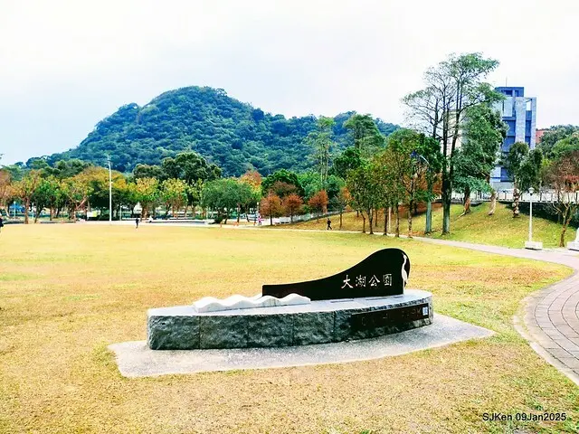 台北大湖公園落羽松(Bald Cypress at Big Lake park, Taipei, Taiwan, Jan 9, 2025, by SJKen)