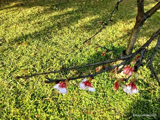 2025內湖樂活公園夜櫻季(Cherry Blossoms exhibition at Naihu park, Taipei, Taiwan,  by SJKen, Jan 28, 2025)