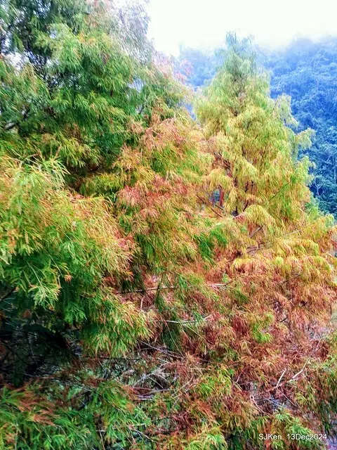 2024.12.13 造訪苗栗縣南庄雲水溫泉度假莊園落羽松湖秘境莊園(Bald Cypress lake landscape at Cloud-Water Resort Villa),   , Miaoli county, North Taiwan, photos by SJKen , Dec 13, 2024.