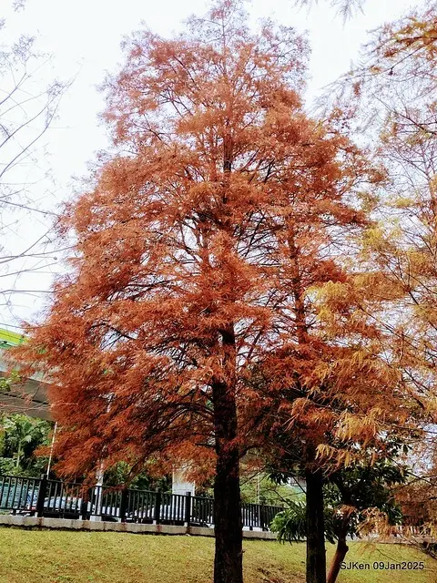 台北大湖公園落羽松(Bald Cypress at Big Lake park, Taipei, Taiwan, Jan 9, 2025, by SJKen)