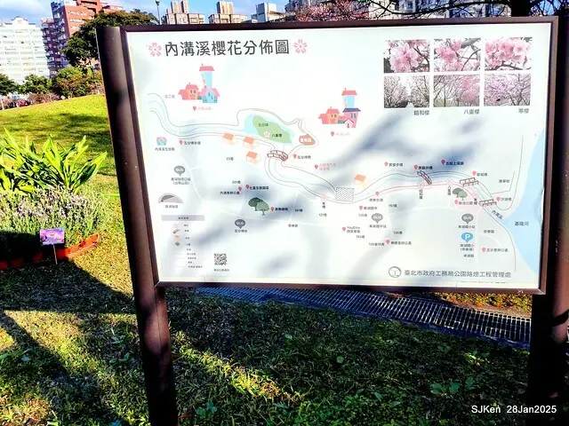 2025內湖樂活公園夜櫻季(Cherry Blossoms exhibition at Naihu park, Taipei, Taiwan,  by SJKen, Jan 28, 2025)