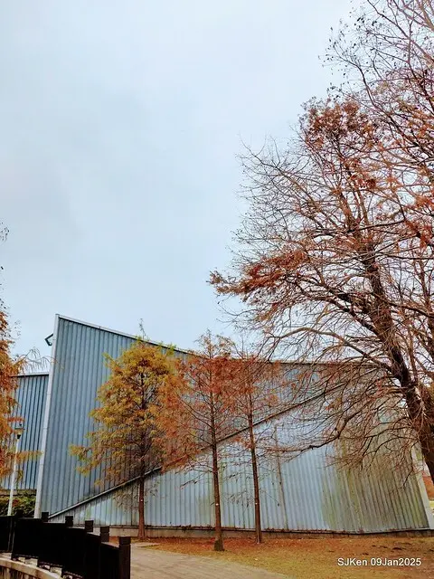 台北大湖公園落羽松(Bald Cypress at Big Lake park, Taipei, Taiwan, Jan 9, 2025, by SJKen)