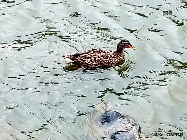 台北大湖公園與碧湖公園水鳥(Waterbirds at the Big lake park & Green lake park) , Taipei, Taiwan, SJKen , 09 Jan 2025.