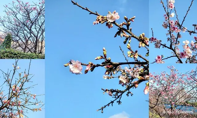 2025內湖樂活公園夜櫻季(Cherry Blossoms exhibition at Naihu park, Taipei, Taiwan,  by SJKen, Jan 28, 2025)