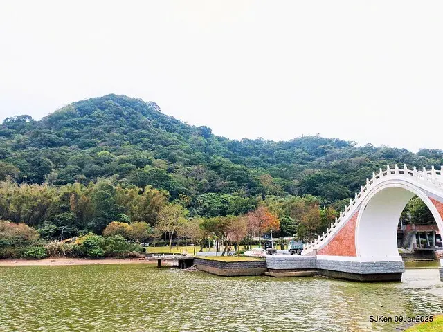 台北大湖公園落羽松(Bald Cypress at Big Lake park, Taipei, Taiwan, Jan 9, 2025, by SJKen)