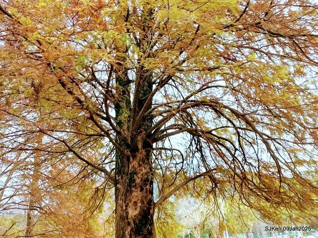 台北大湖公園落羽松(Bald Cypress at Big Lake park, Taipei, Taiwan, Jan 9, 2025, by SJKen)