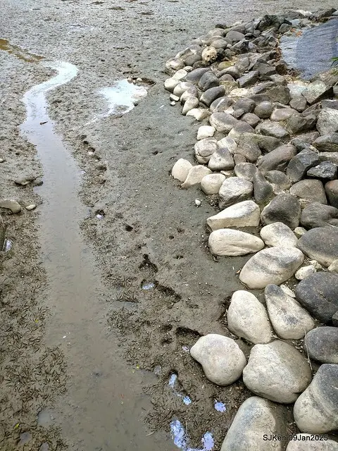台北大湖公園落羽松(Bald Cypress at Big Lake park, Taipei, Taiwan, Jan 9, 2025, by SJKen)