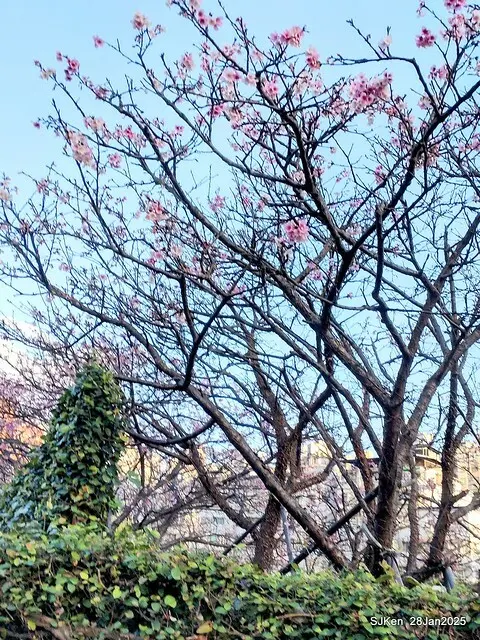 2025內湖樂活公園夜櫻季(Cherry Blossoms exhibition at Naihu park, Taipei, Taiwan,  by SJKen, Jan 28, 2025)