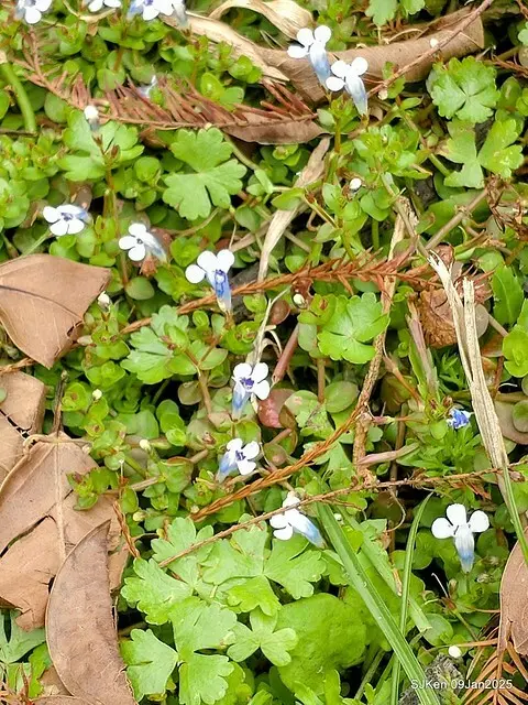台北大湖公園落羽松(Bald Cypress at Big Lake park, Taipei, Taiwan, Jan 9, 2025, by SJKen)
