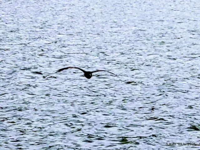 台北大湖公園與碧湖公園水鳥(Waterbirds at the Big lake park & Green lake park) , Taipei, Taiwan, SJKen , 09 Jan 2025.