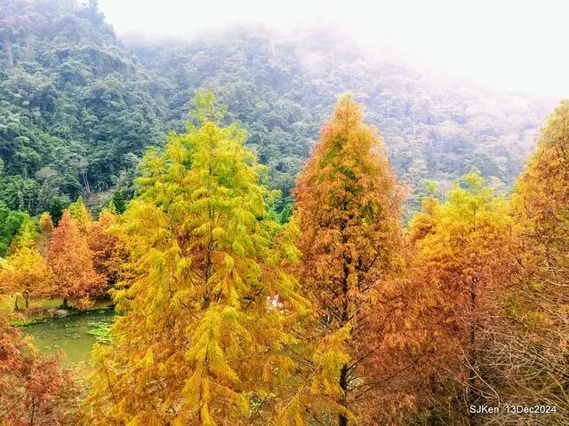 2024.12.13 造訪苗栗縣南庄雲水溫泉度假莊園落羽松湖秘境莊園(Bald Cypress lake landscape at Cloud-Water Resort Villa),   , Miaoli county, North Taiwan, photos by SJKen , Dec 13, 2024.