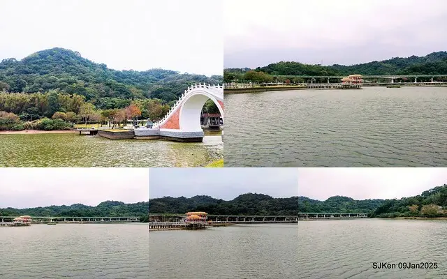 台北大湖公園落羽松(Bald Cypress at Big Lake park, Taipei, Taiwan, Jan 9, 2025, by SJKen)