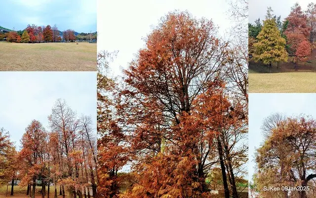台北大湖公園落羽松(Bald Cypress at Big Lake park, Taipei, Taiwan, Jan 9, 2025, by SJKen)