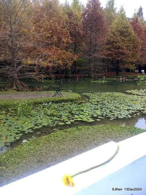 2024.12.13 造訪苗栗縣南庄雲水溫泉度假莊園落羽松湖秘境莊園(Bald Cypress lake landscape at Cloud-Water Resort Villa),   , Miaoli county, North Taiwan, photos by SJKen , Dec 13, 2024.
