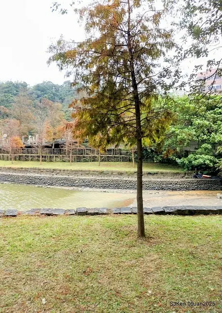 台北大湖公園落羽松(Bald Cypress at Big Lake park, Taipei, Taiwan, Jan 9, 2025, by SJKen)
