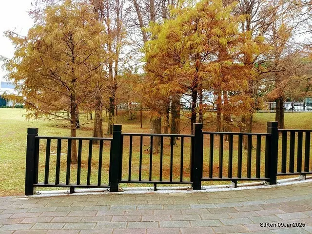 台北大湖公園落羽松(Bald Cypress at Big Lake park, Taipei, Taiwan, Jan 9, 2025, by SJKen)