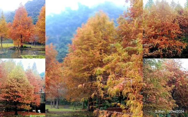 2024.12.13 造訪苗栗縣南庄雲水溫泉度假莊園落羽松湖秘境莊園(Bald Cypress lake landscape at Cloud-Water Resort Villa),   , Miaoli county, North Taiwan, photos by SJKen , Dec 13, 2024.