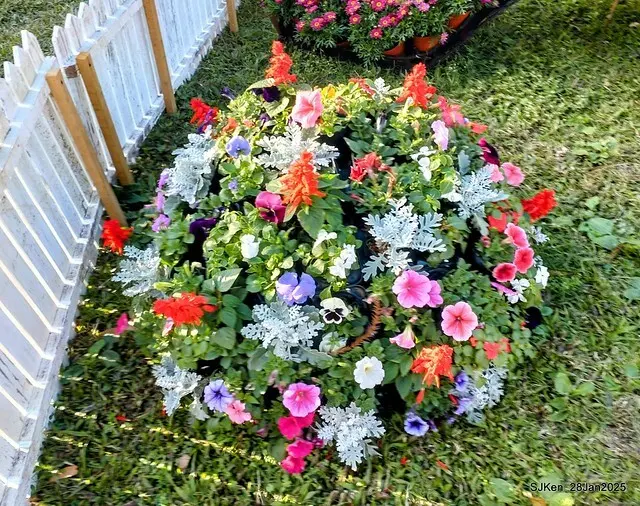 2025內湖樂活公園夜櫻季(Cherry Blossoms exhibition at Naihu park, Taipei, Taiwan,  by SJKen, Jan 28, 2025)