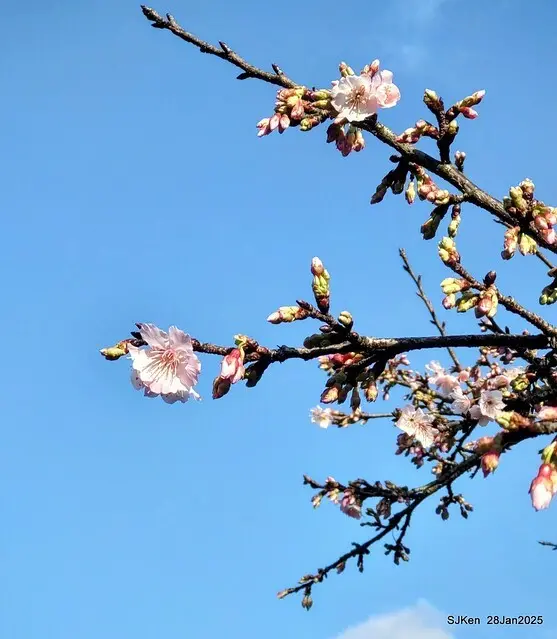 2025內湖樂活公園夜櫻季(Cherry Blossoms exhibition at Naihu park, Taipei, Taiwan,  by SJKen, Jan 28, 2025)