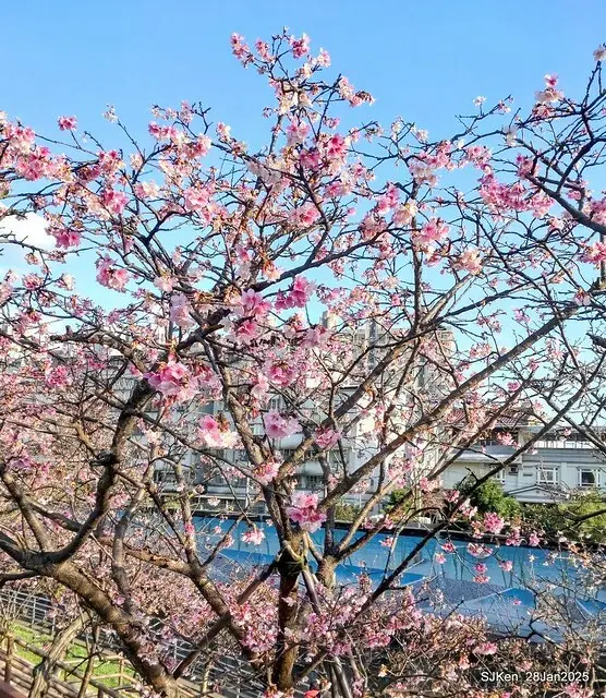 2025內湖樂活公園夜櫻季(Cherry Blossoms exhibition at Naihu park, Taipei, Taiwan,  by SJKen, Jan 28, 2025)